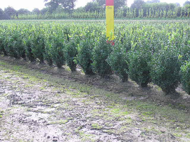 Buxus semp. arbor.